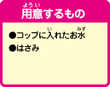 [用意するもの]コップに入れたお水、はさみ